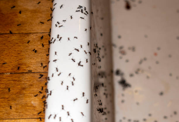 Best Bed Bug Extermination  in Goose Creek Village, VA